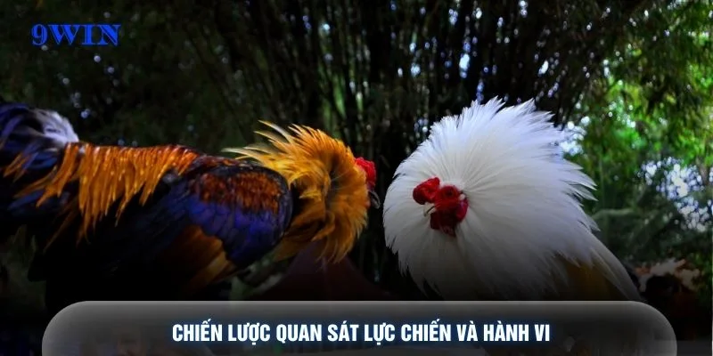 Chiến lược quan sát lực chiến và hành vi