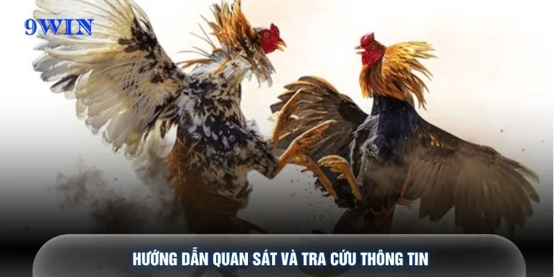 Hướng dẫn quan sát và tra cứu thông tin
